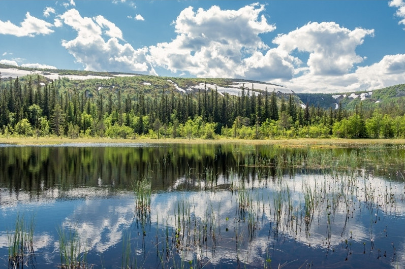 Fulufjällets Nationalpark en solig sommardag