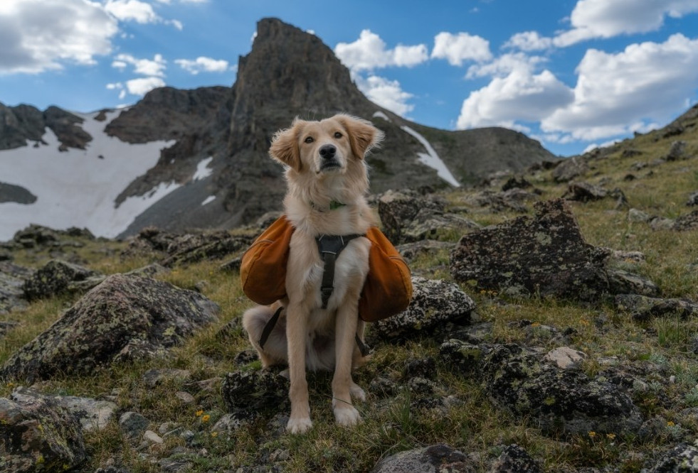 Hunden bär sin egen packning