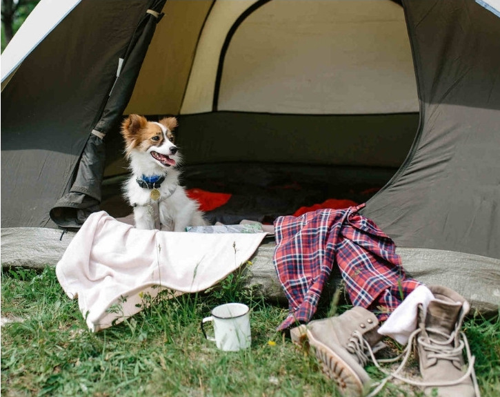 hund i tältet