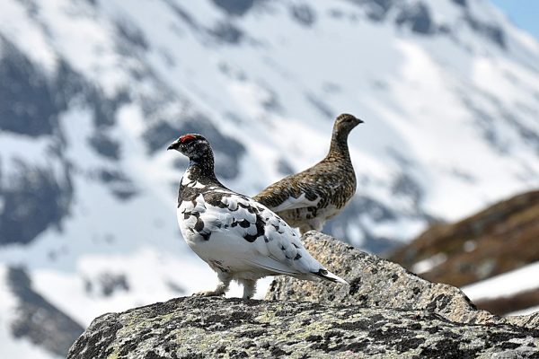 Två fjällripor på kalfjället