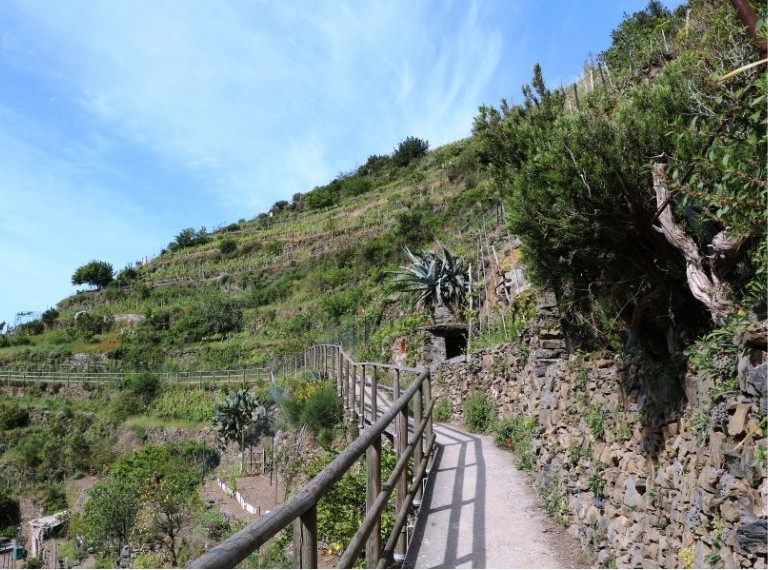 Vandringslederna i Cinque Terre passerar många vingårdar i sluttning mot Medelhavet