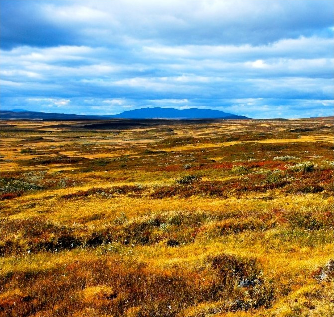 kalfjäll med fjällvegetation, svenskt fjällområde ovanför trädgränsen