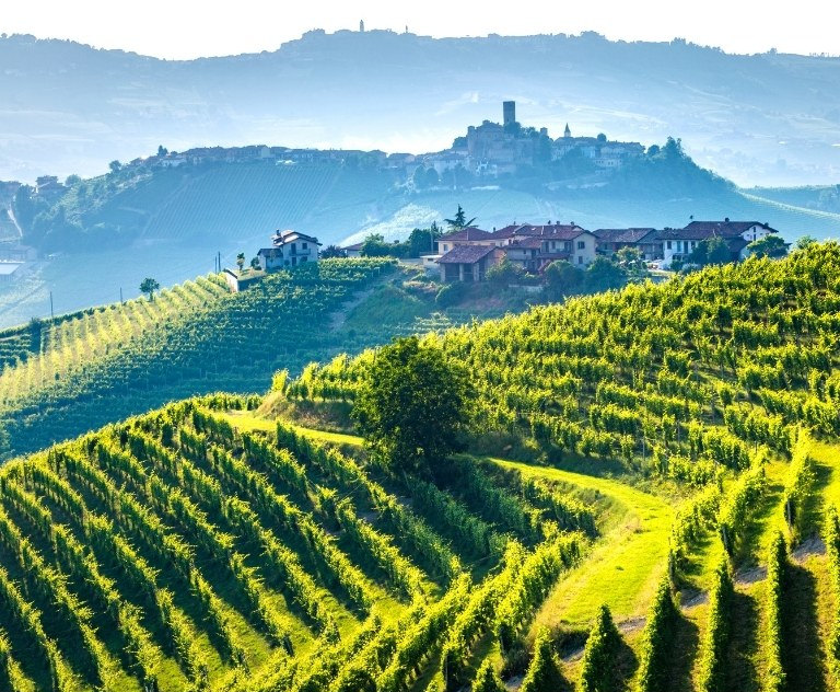 Utsikt över vingård i Piemonte, Italien. Foto taget under vinvandring i området.