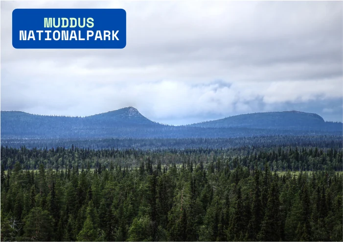 Muddus nationalpark, stort vidsträckt skogsområde med myrmarker