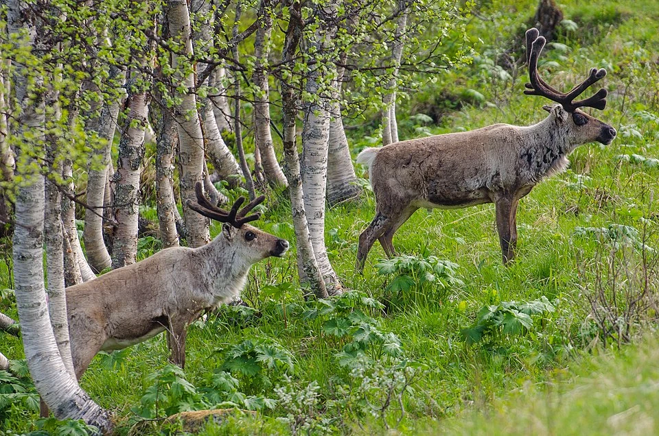 Två renar i fjällbjörkskogen i Ljungdalen, Härjedalen. Foto