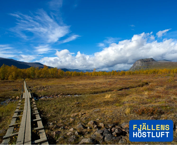 vandringsled i svenska fjällen en klar höstdag i september, fjällbjörkarna har skiftat färg och har gula och orangea löv, en stor fjälltopp syns i högra delen av bilden